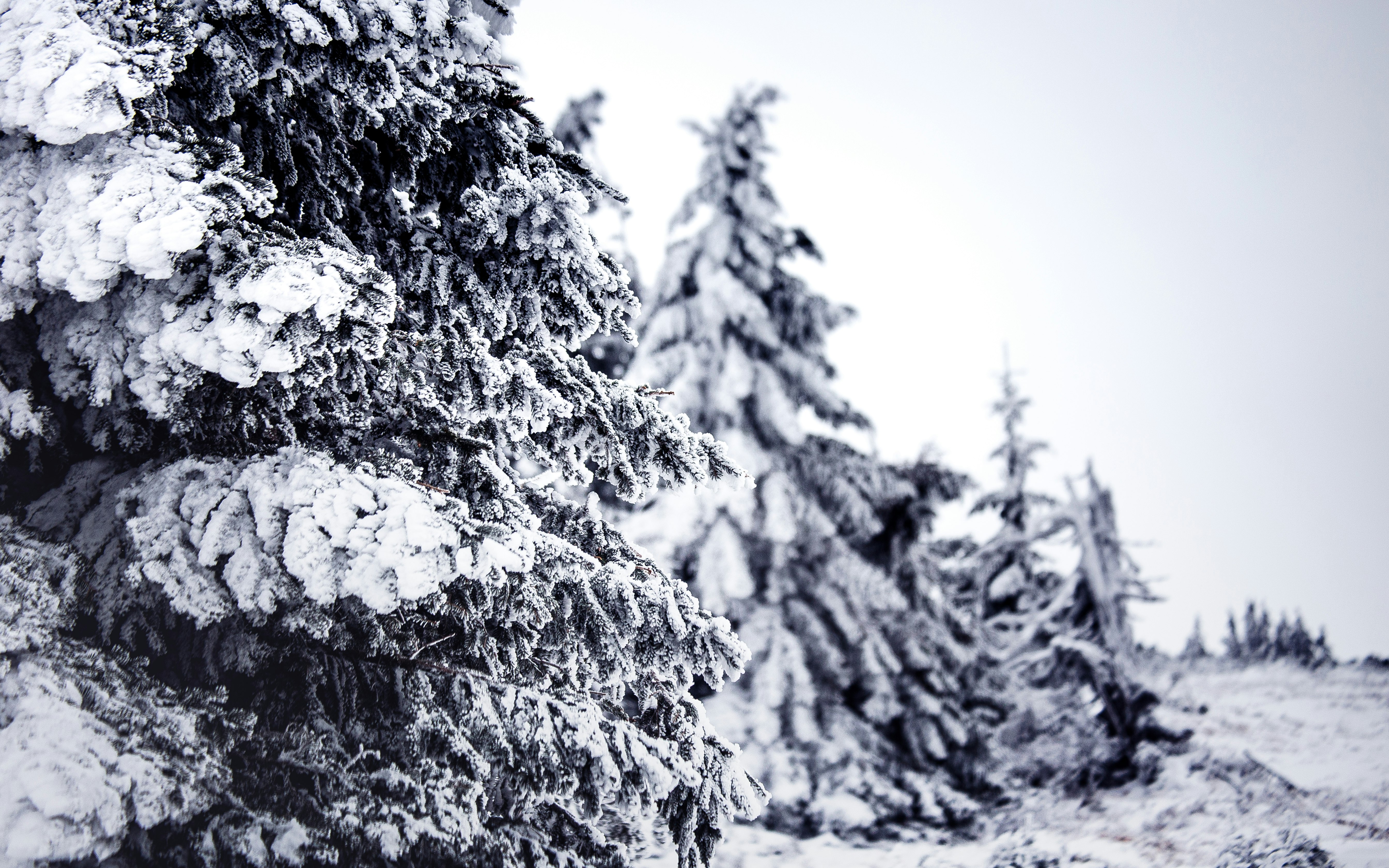 grayscale photo of tree covered with snow